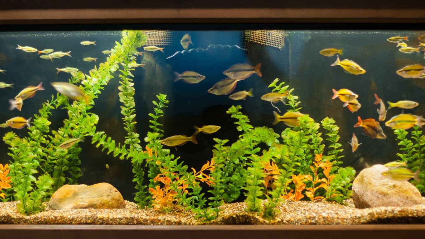 How to move a fish tank