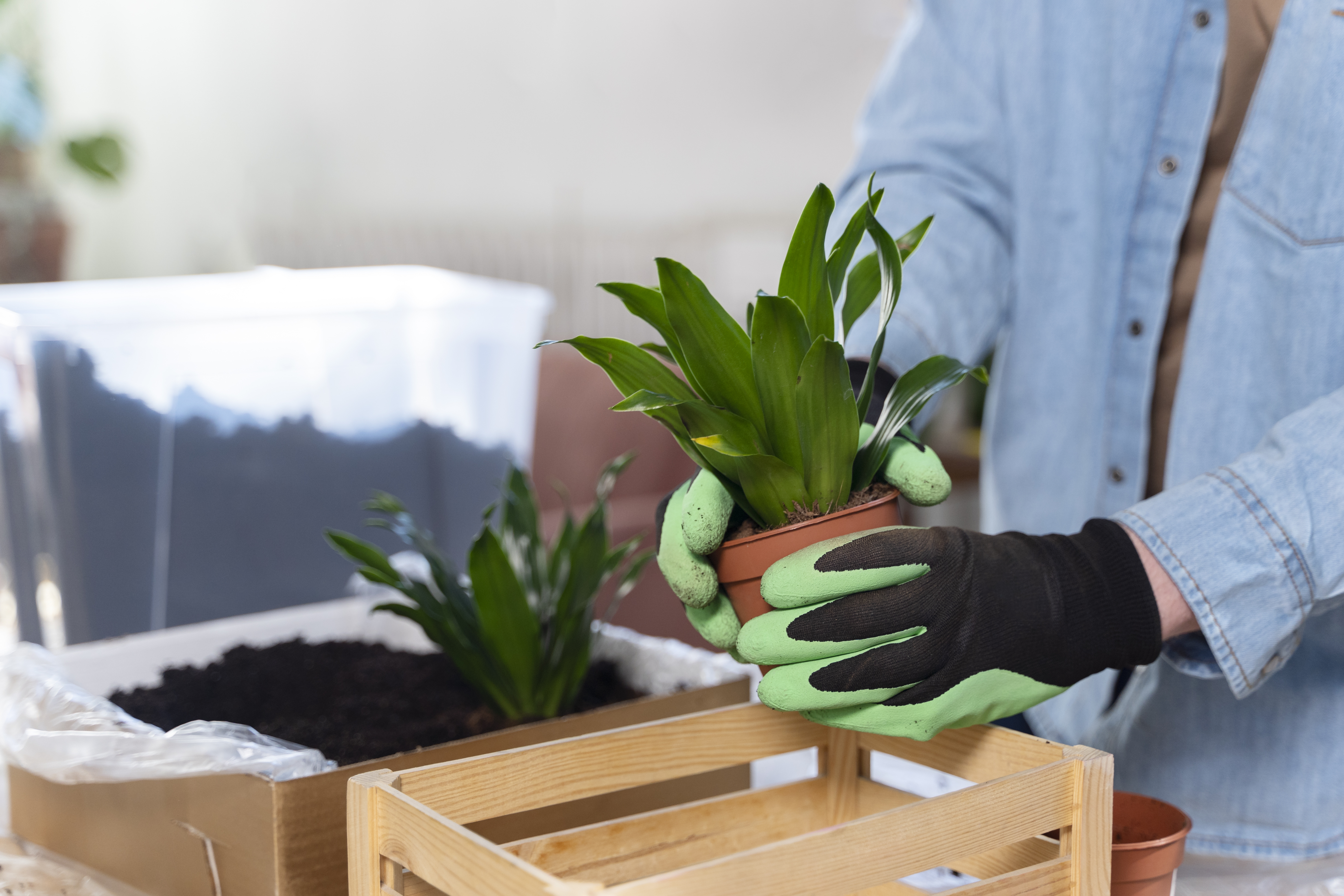 how to pack plants for moving